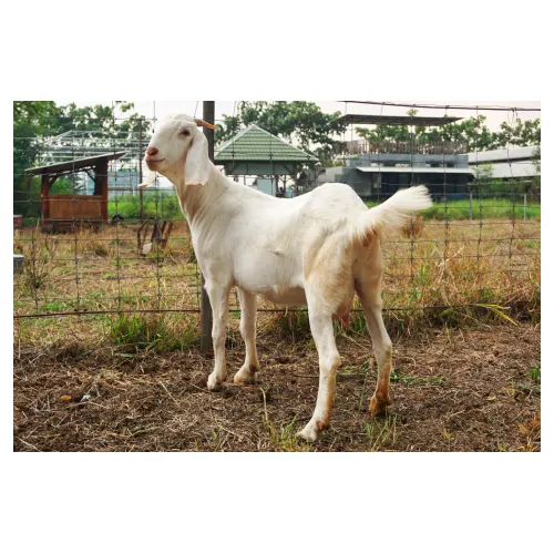 Kambing Aqiqah Betina