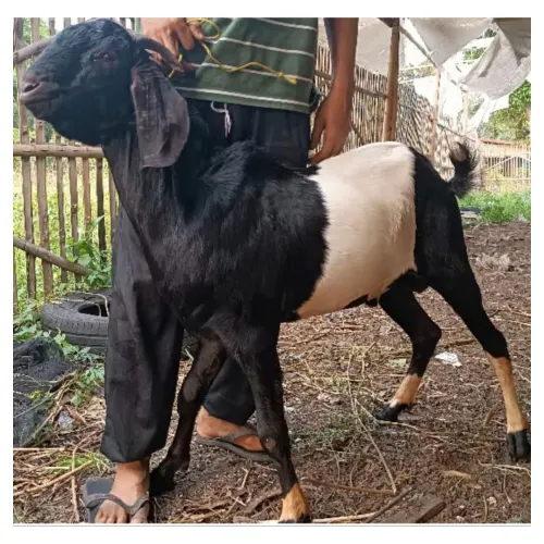 Kambing Aqiqah Jantan